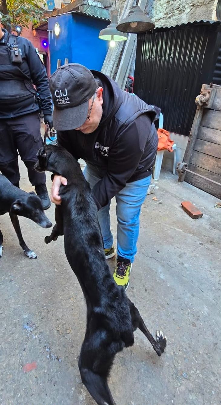 La CIJ con los perros abandonados. La CIJ con los perros abandonados.