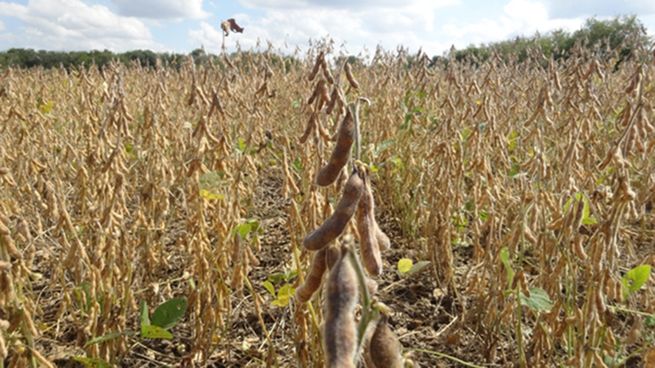 En Uruguay se perdieron dos tercios de la producción de soja por la sequía.