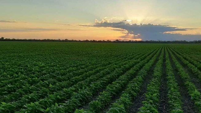 La empresa siembra más de 25% hectáreas y el grueso de su negocio son las legumbres.