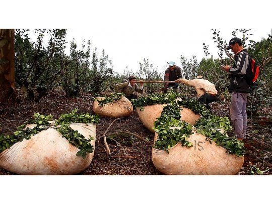 Los cosechadores de yerba reclaman un subsidio de $ 6.500 para los 17.000 cultivadores. (Foto: gentileza Misiones al instante)