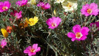 Cuando el calor aprieta, pocas plantas responden así: flores abiertas como pequeñas luces, listas para levantar cualquier rincón del jardín. Cuando el calor aprieta, pocas plantas responden así: flores abiertas como pequeñas luces, listas para levantar cualquier rincón del jardín.
