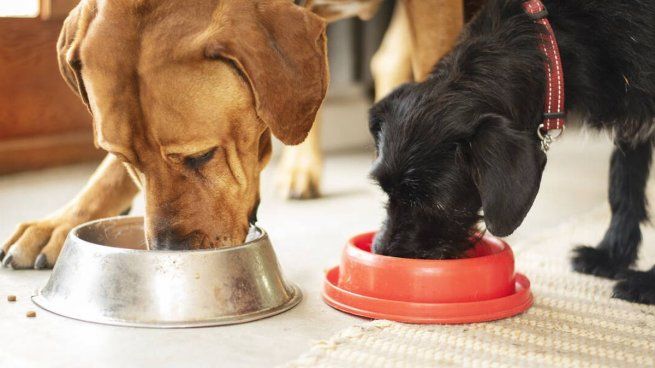 Desde problemas digestivos hasta intoxicaciones, darles de comer sobras a nuestras mascotas no es recomendable.&nbsp;