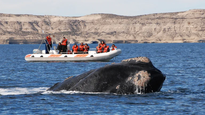 Preocupación en el océano, las ballenas jorobadas murieron de hambre.