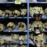 Autoridades de distintos países decomisan en promedio nueve tigres por mes desde 2020, según TRAFFIC. Autoridades de distintos países decomisan en promedio nueve tigres por mes desde 2020, según TRAFFIC.