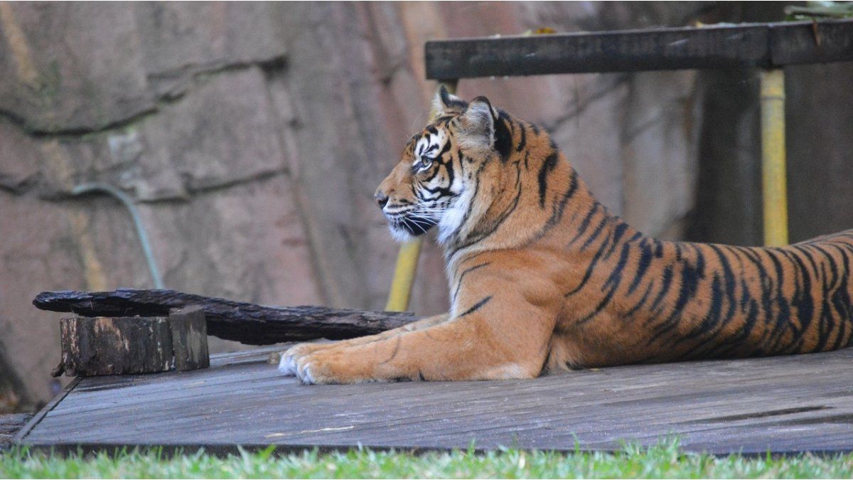 They found half a man’s body in the tiger cage