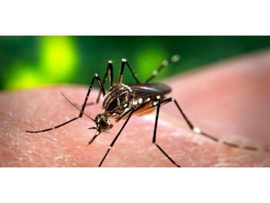 Se registraron alrededor de 2100 casos de dengue en la provincia