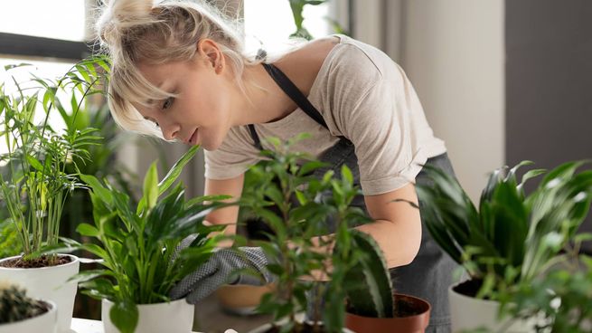 La forma adecuada para evitar que tus plantas se estresen.