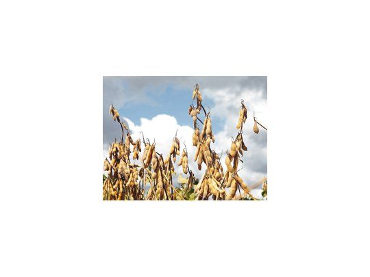 Los estados brasileños productores de granos, especialmente de soja, tendrán suficientes lluvias tras la siembra en los próximos días.