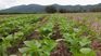 The agricultural company has more than 300,000 hectares in production. The agricultural company has more than 300,000 hectares in production.
