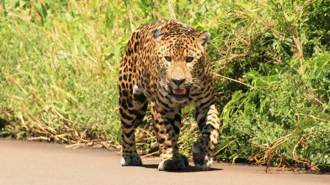 El yaguareté se encuentra en estado crítico, con 250 ejemplares aún vivos, publicó la Fundación Rewilding.