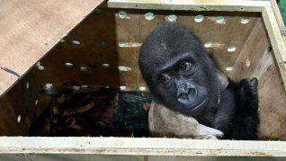 El gorila bebé rescatado en Turquía