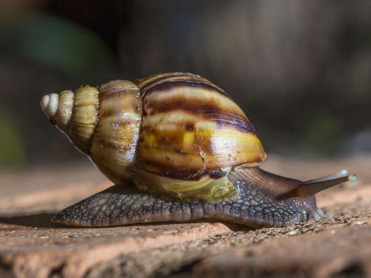 Declaran Al Caracol Gigante Africano Como Danino Y Perjudicial Para La Biodiversidad