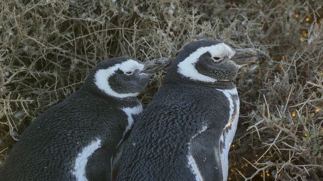 Los pingüinos inician su travesía migratoria en abril, una vez que han renovado sus plumas por completo. Esta etapa coincide con el 25 de abril, fecha en la que la comunidad científica internacional hace un llamado a proteger a estas especies emblemáticas y a preservar el equilibrio de nuestros mares.