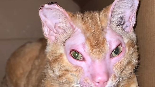 La historia la compartió su dueña por TikTok a través de la cuenta @phoenixthecat412.&nbsp;