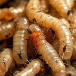 Checa lo que viene sucediendo con el gusano barrenador. Checa lo que viene sucediendo con el gusano barrenador.