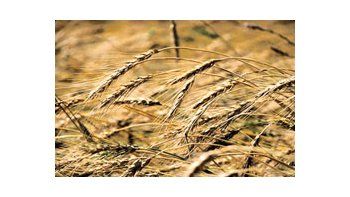 La abundancia de trigo barato en los canales de comercio mundial trajo como consecuencia que laactividad no haya resultado ser tan intensa como en las últimas campañas.