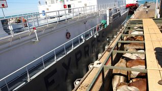 El ganado en pie fue el sector con mayor crecimiento en las exportaciones de julio, según Uruguay XXI.