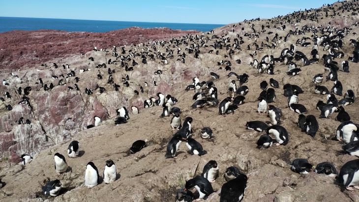 La Isla Pingüino alberga una colinia de lobos y elefantes marinos y pingüinos de penacho amarillo y de Magallanes. La Isla Pingüino alberga una colinia de lobos y elefantes marinos y pingüinos de penacho amarillo y de Magallanes.