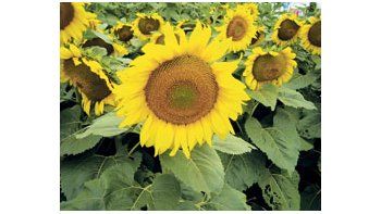 El 80,1% del área cosechable de girasol, 2 millones de hectáreas, fue recolectado la semana pasada con un rendimiento promedio nacional de 15,1 quintales por hectárea.