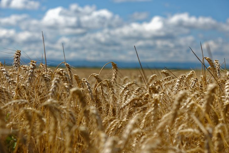 El trigo se hundió más 4% y la soja cayó pero se mantuvo encima de los u$s600