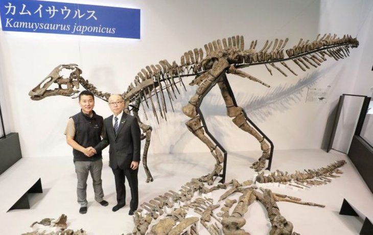 Presentaron el Kamuysaurus japonicus.
