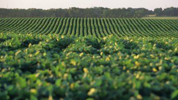 el usda bajo sus calculos de produccion de soja argentina