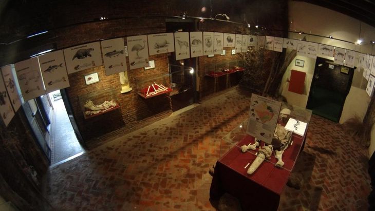Museo Paleontológico "Fray Manuel de Torres". Museo Paleontológico "Fray Manuel de Torres".