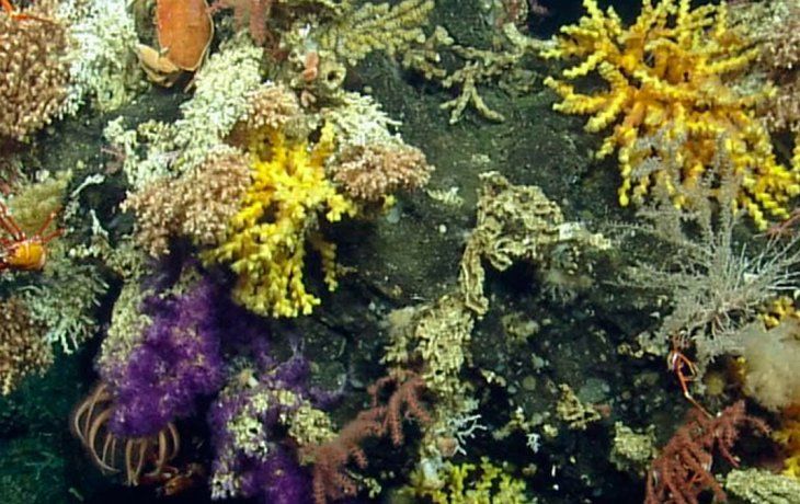 Entre los hallazgos están cuatro especies de langostas okupa, una de coral copa gigante, 10 de corales de bambú.