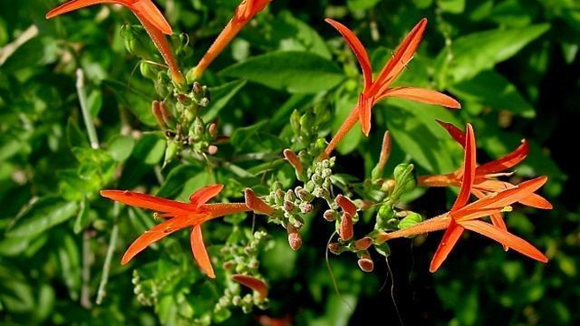 Muicle, una planta curativa originaria de México.