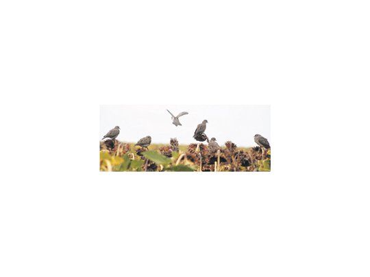No hay una receta única para evitar los daños ocasionados por las aves. La solución es un manejo integrado de este tipo de plagas.