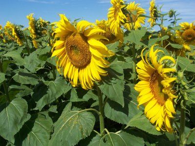 La cosecha de girasol fue la más baja en los últimos siete años