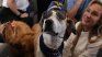 The airline operates flights designed exclusively for the comfort of dogs. The airline operates flights designed exclusively for the comfort of dogs.
