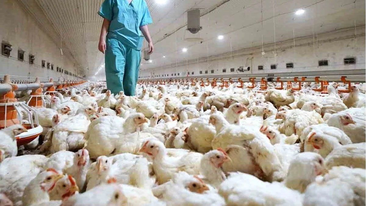 More than 200,000 chickens die and there are cases in 10 provinces