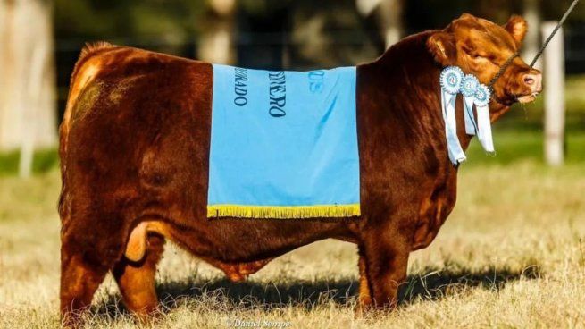 Torniquete es un toro de La Pastoriza. 