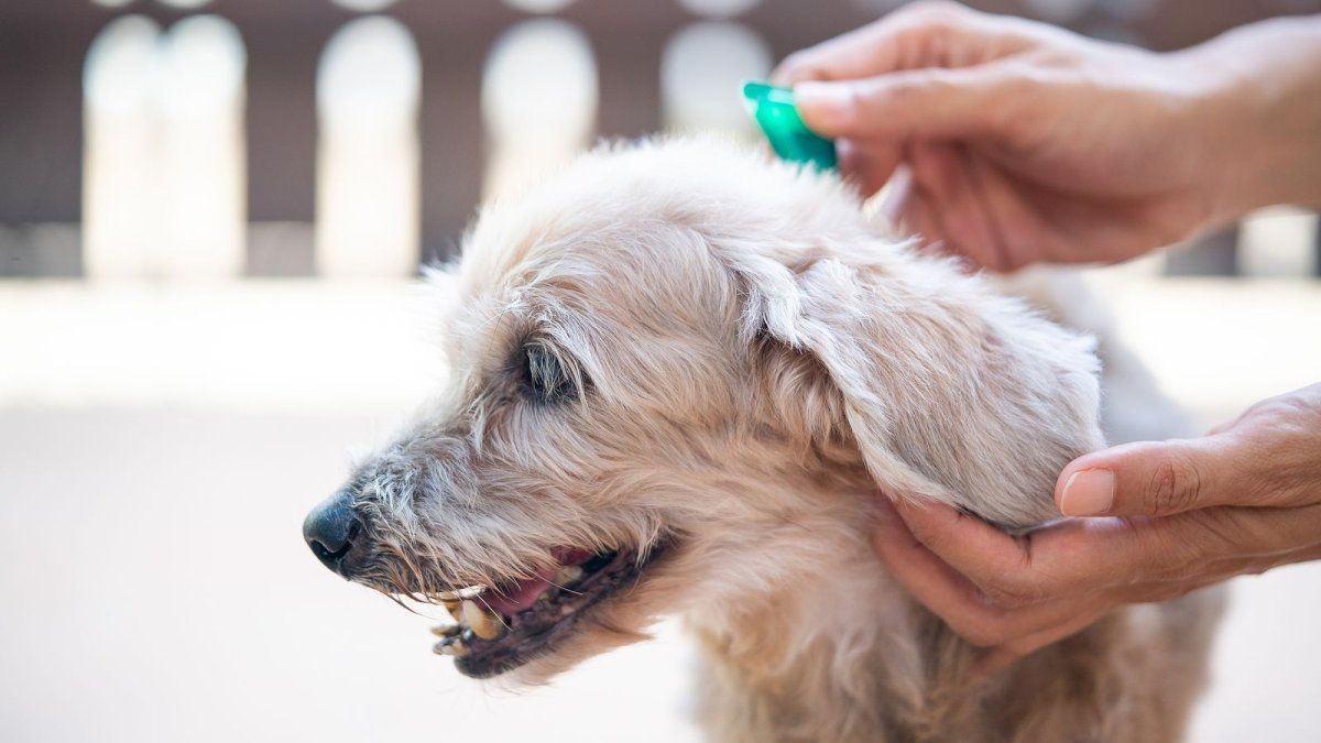 Protect your dog: avoid fleas and ticks with these key tricks