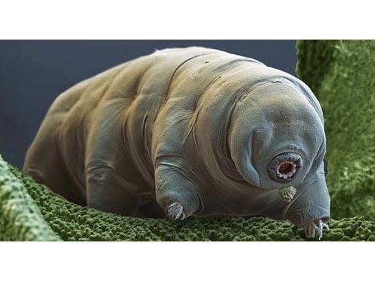 Animalito casi indestructible podría proteger al ADN humano