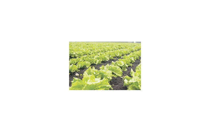 Una de las ventajas de este cultivo es que por su alta tolerancia a la amplitud térmica, soporta temperaturas bajo  cero grados centígrados.