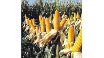 La superficie de maíz en la campaña 2010/11 se ubicó en 191.851 hectáreas, cifra que representa un incremento del 37,55% con respecto al ciclo agrícola anterior.