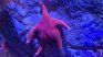 A study revealed the reason behind a disease that affects sea stars. A study revealed the reason behind a disease that affects sea stars.