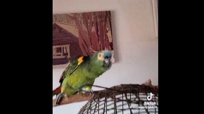 El video que circuló muestra a la dueña del ave hablando con el animal al que le da de comer, pero también le recrimina que ensució el piso. 