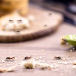 ¿Invasión Oculta? Cómo eliminar de manera definitiva el reinado silencioso de las hormigas en tu casa ¿Invasión Oculta? Cómo eliminar de manera definitiva el reinado silencioso de las hormigas en tu casa