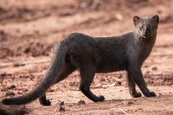 Un ejemplar adulto de yaguarundí, también conocido como “gato nutria”, habita en regiones selváticas y montes bajos de América.