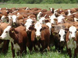 cierre de exportaciones: el campo ya piensa en un cese de comercializacion de hacienda