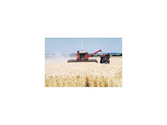 La superficie sembrada con el cereal fue de 135.000 hectáreas en los diez departamentos ubicados en el centro y en el norte de la provincia.