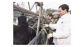 Los insumos veterinarios -inversión fundamental en producciones como la ganadería- sufrieron unadisminución de 20% en su demanda.
