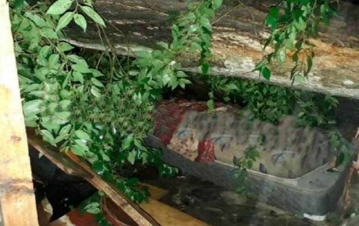 Temporal en La Plata: dos muertos tras la caída de un árbol