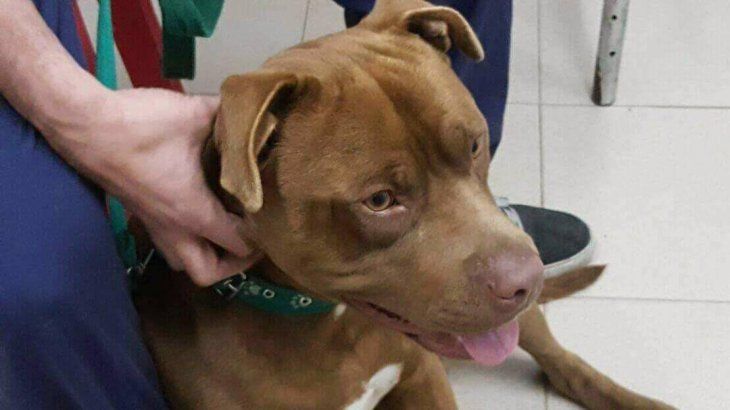 Un hombre de 37 años murió a causa de las heridas sufridas luego de ser atacado por tres perros de raza pitbull mientras caminaba por un barrio de la localidad bonaerense de Miramar. 