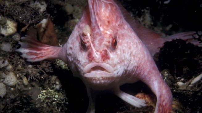 Brachiopsilus dianthus.