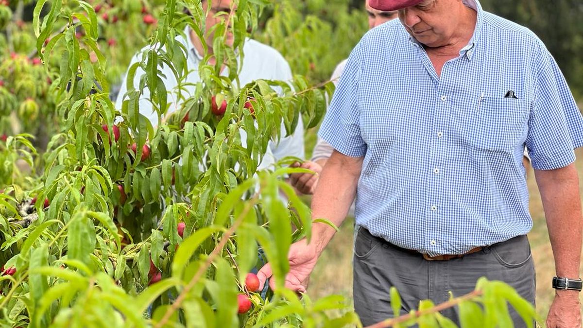 The MGAP analyzes extending the agricultural emergency for another 3 months