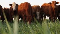 ámbito.com | vacas.jpg